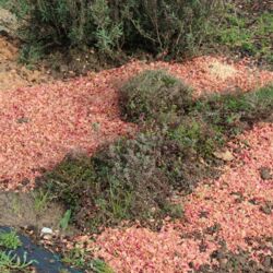Thymian-Polster, umgeben von ausgeblichenen, hellroten Rosenblüten.