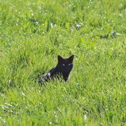 Schwarze Katze sitzt im grünen Gras, das von der Sonne glitzert.