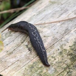 Längliche schwarze Schnecke mit weißem Rückenkiel und gescheckter weißer Zeichnung entlang des Kiels.