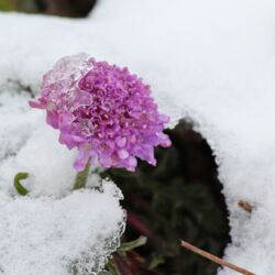 Hellviolette Blüte im Schnee mit einem Eisschild auf der linken Seite.