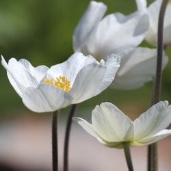 Strahlend weiße Blüte mit gelben Staubbeuteln.