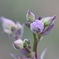 Grün-lila Blüten, noch geschlossen vor unscharfem Hintergrund.