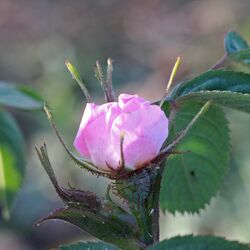 Noch gefaltete rosa Blüte im Abendlicht.