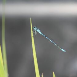 Kleine, schlanke, blau-schwarz gezeichnete Libelle an der Spitze der Wasseriris.