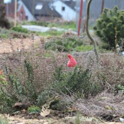 Rote Zipfelmütze eines Gartenzwergs lugt hinter einem Bohnenkraut-Busch hervor.