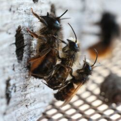 Größere Wildbienen mit zwei kleinen auf dem Rücken am Nistholz.