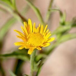 Gelbe Körbchenblüte.