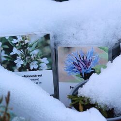 Zwei Pflanzenschilder zwischen Töpfen im Schnee.