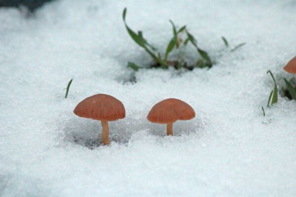 Zwei kleine Pilze im Schnee.