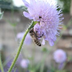 Kleine graue Biene hängt unter der Blüte.