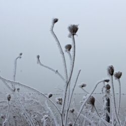 Skurril gebogene Pflanzenstengel mit langen Eiskristallen an der Unterseite vor Nebelwand.