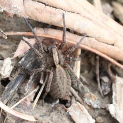 Braune Spinne in Nahaufnahme zwischen braunen Blättern und Häcksel auf dem Boden.