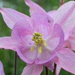 Offene rosa Blüte mit gelben Staubfäden- und beuteln.