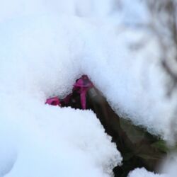 Pinkfarbene Veilchenblüte lugt unter dem Schnee hervor.