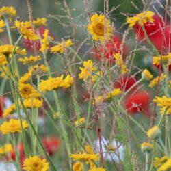Tief gelbe Blütenköpchen mit Gräsern, Mohn und Kamille im Hintergrund.