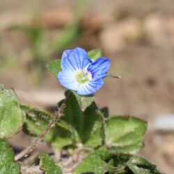 Hellblaue kleine Blüte.