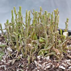 Zurückgeschnittene Stängel der malträtierten Glockenblume im Topf.