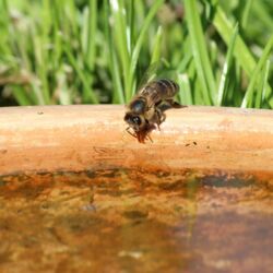 Honigbiene leckt Wasser aus einer flachen Tonschale.