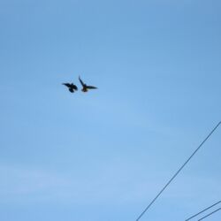 Zwei Vögel am blauen Himmel, die sich ausweichen.