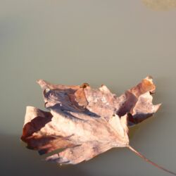 Vertrocknetes Blatt treibt in der Sonne auf trübem Wasser.