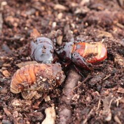 Drei Käfer in unterschiedlichen Stadien von der Puppe bis zum fertigen Käfer mit Horn.