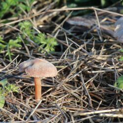 Pilze mit Hütchen über strohbedecktem Boden.