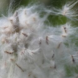 Büschel aus feinen weißen Härchen mit den eingebetten Samen.