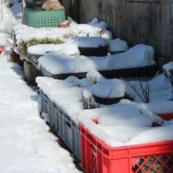 Topfpflanzen in Gitterboxen auf dem Boden mit Schneedecke.