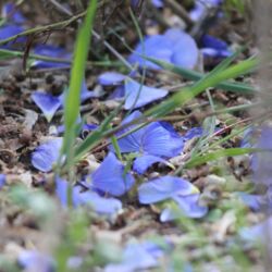Leuchtend blaue Blüten am Boden.