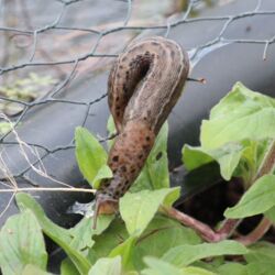 Größere mittelbraune Schnecke mit schwarzen Punkten im vorderen Körperdrittel und längeren weißen Streifen und Punkten hinten.