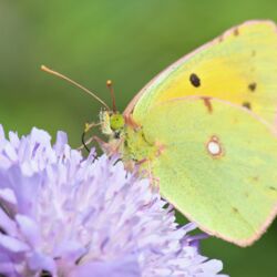 Gelblich-grüner Schmetterling an Witwenblume.