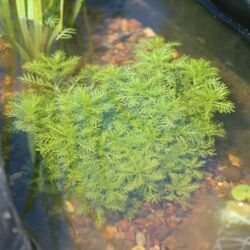 Fedriges grünes Laub unter Wasser.