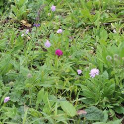Pink- und rosafarbene Blütenköpfchen.