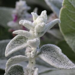 Kleiner Blütenstängel mit dickem, weißen Filz auf den Blättern und Knospen.