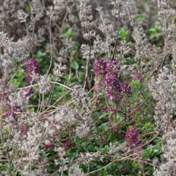 Tief-violette Blüte zwischen graubraunen alten Rispen.