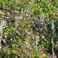 Viele kleine weiße Blütenköpfchen und grüne Rosetten zwischen Lavendel-Keimlingen.
