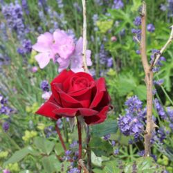 Tief weinrote, formvollendete Blüte mit rosa Moschusmalve und blauem Lavendel im Hintergrund.