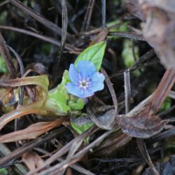 Kleine blaue Blüte inmitten von verrottetem Pflanzenmaterial.