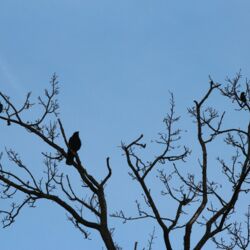 Drei schwarze Vögel auf einem Baum in der Abenddämmerung.