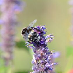 Hummel mit nassem Fell auf blauem Blütenstand.