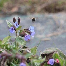 Unscharfe plüschige Biene fliegt am blau blühenden Lungenkraut vorbei.