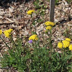 Knallgelbe Blüten über filzigem, graugrünem Laub, insgesamt etwa 20 cm hoch.