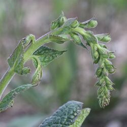 Noch hängende Rispe mit geschlossenen Blüten der Königskerze.