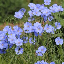 Ein Meer aus blauen Blüten, die alle Richtung Sonne schauen.