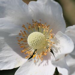 Nahaufnahme einer Blüte mit hellem Fruchtknoten und orangefarbenen Staubbeuteln.