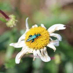 Metallisch blaugrün glänzender, länglicher Käfer auf den gelben Körbchenblüten der Margerite.