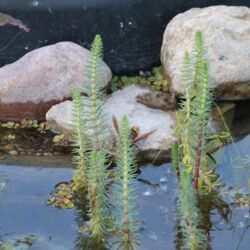 Hornisse, verborgen hinter Tannenwedeln (Wasserpflanze), sitzt auf einem Stein im Miniteich und trinkt.