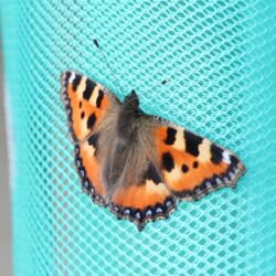 Schmetterling mit aufgefalteten Flügeln in orangefarbener Tönung mit schwarzen und weißen Flecken auf grünem Meshgewebe.