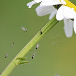 Mehrere kleine Fliegen in einem Spinnennetz unter einer Margeriten-Blüte.
