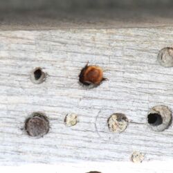 Rostroter Hinterleib einer Mauerbiene schaut aus einem Bohrloch im Nistholz heraus.